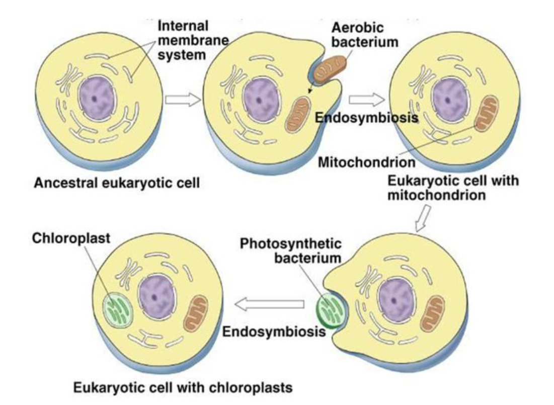 microbes-01-origin-eukaryotes